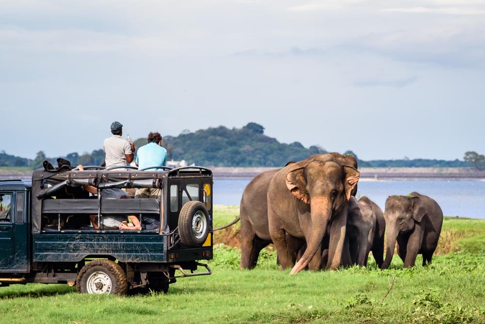 Stunning view of Sri Lanka's Lion Rock surrounded by lush greenery, a key highlight on tours by Srilankan Drivers and Guide, offering unique experiences for families and couples.