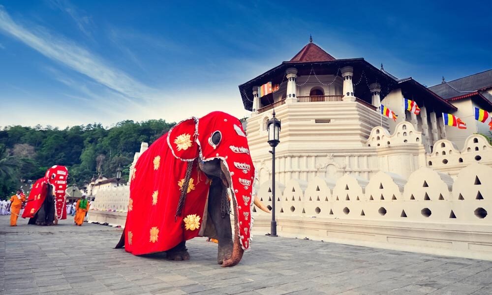 Kandy day tour with Sri Lanka Drivers and Guide, featuring the Temple of the Tooth and Asala Maha Perahara festival.