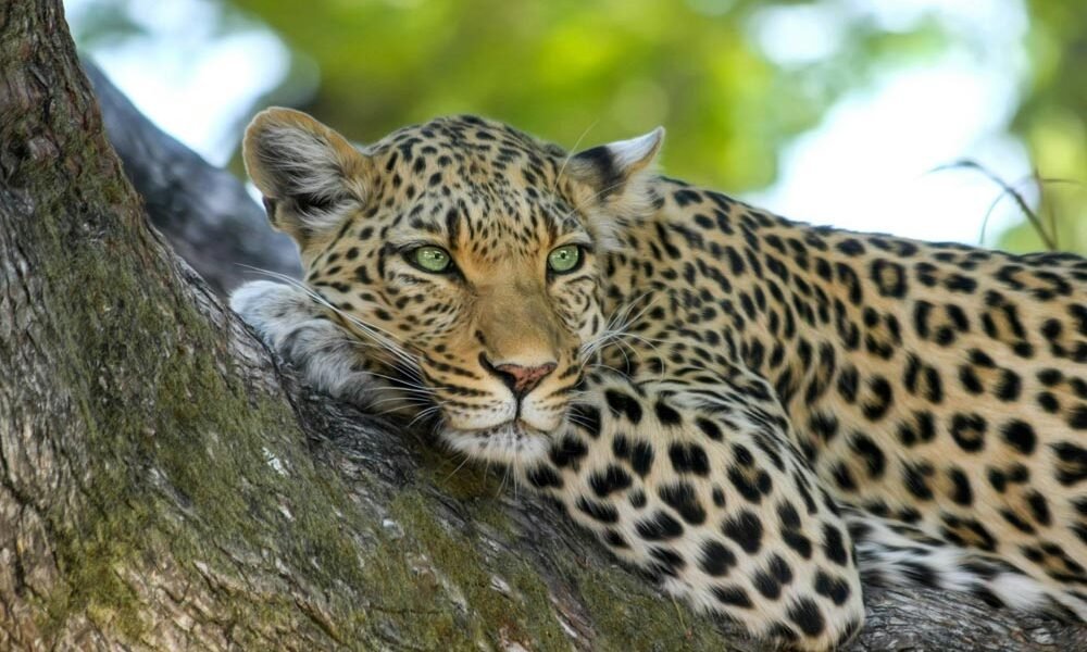 Yala National Park day tour showcasing wildlife like leopards and elephants with Sri Lanka Drivers and Guide.