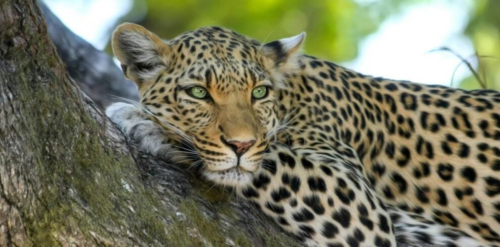 Yala National Park day tour showcasing wildlife like leopards and elephants with Sri Lanka Drivers and Guide.