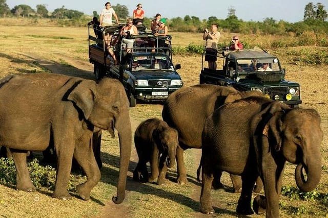 Wild elephant in Udawalawe National Park, Sri Lanka - Day tour experience with Sri lanka drivers and guide.